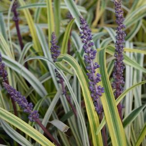 Liriope muscari 'Variegata' ---